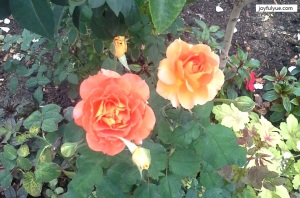 joyfulyue.com_Mother's-Day_roses