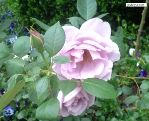 joyfulyue.com_Mother's-Day_roses